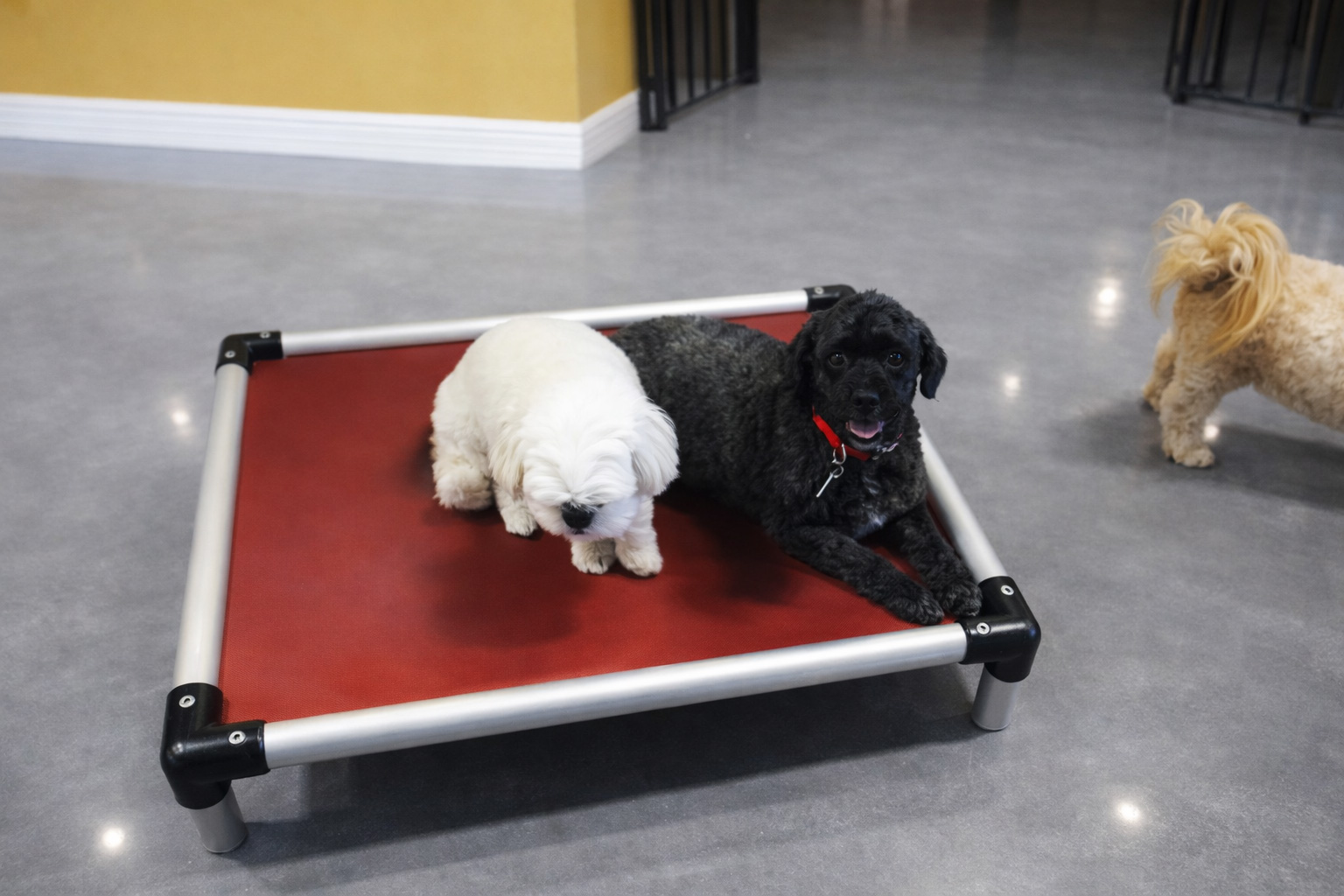 Dog Daycare