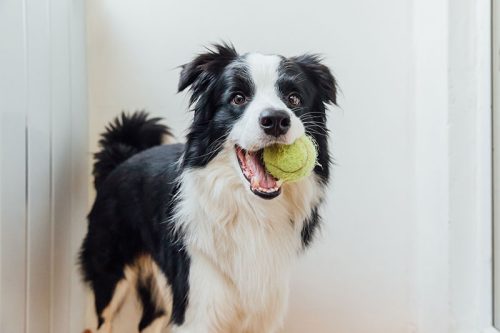Dog Playing