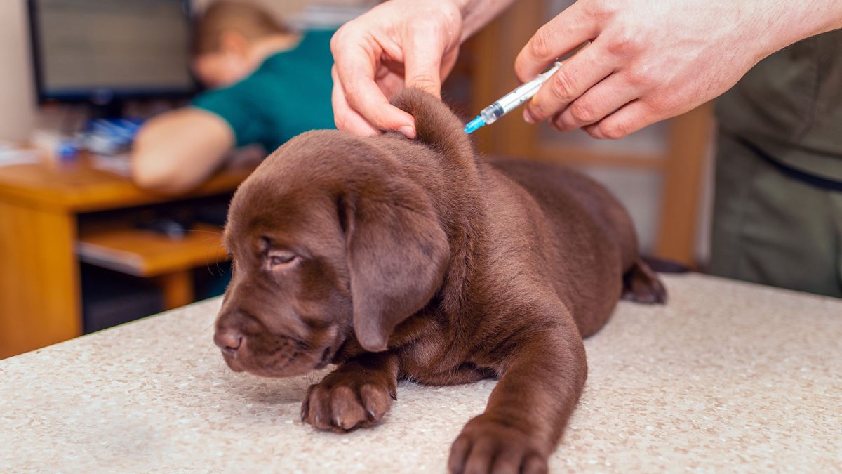 Dog Vaccine