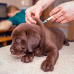 Dog Vaccine