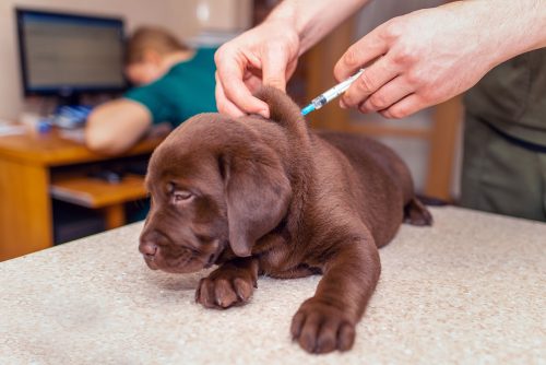 Dog Vaccine