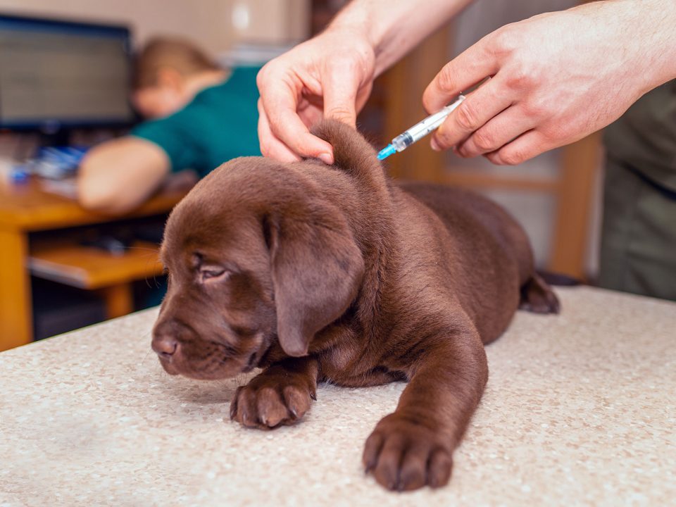 Dog Vaccine