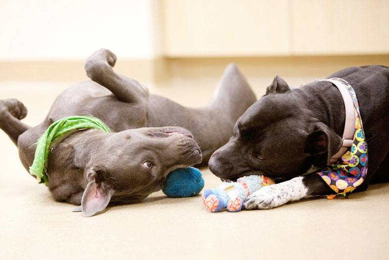 Dog Daycare in Las Vegas
