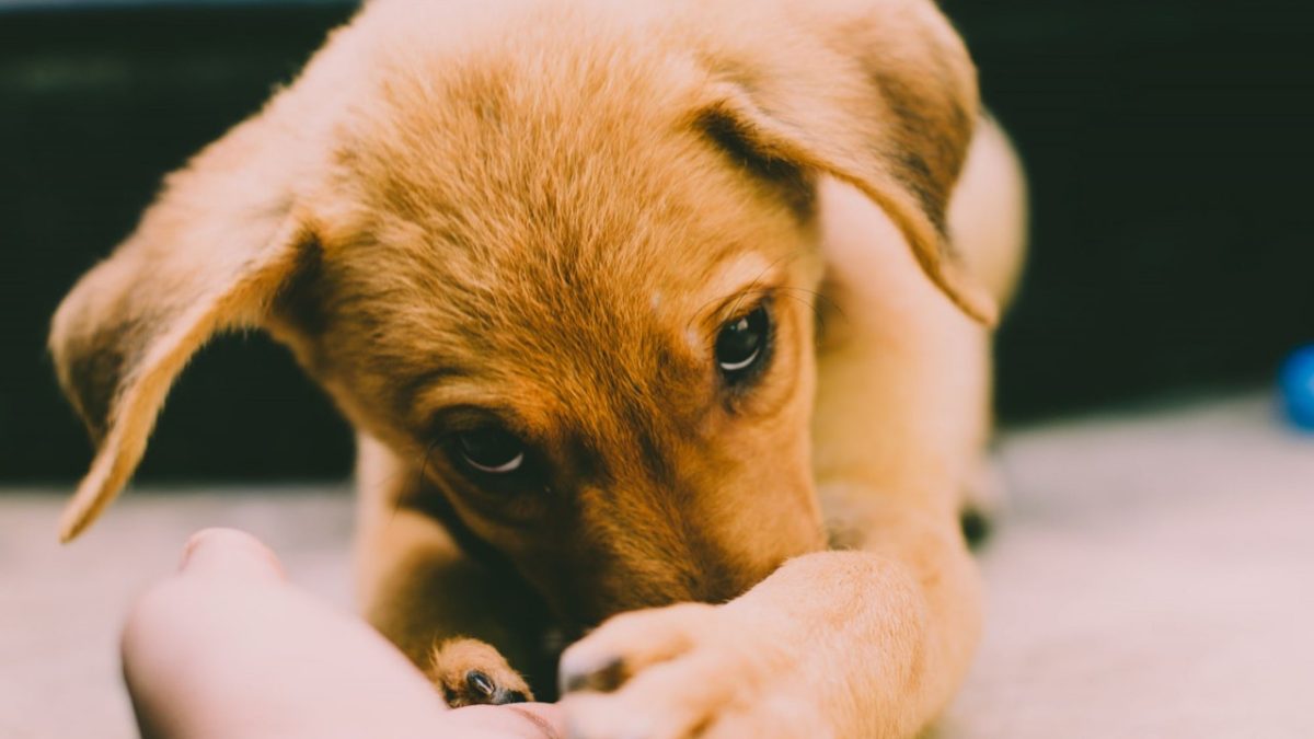 Training Your New Puppy