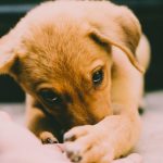 Training Your New Puppy