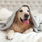Las Vegas Dog Hotel Henderson