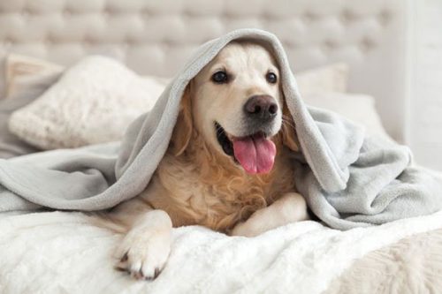 Las Vegas Dog Hotel Henderson