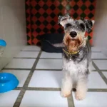 Pet Hotel