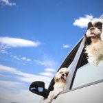 Traveling With Dogs