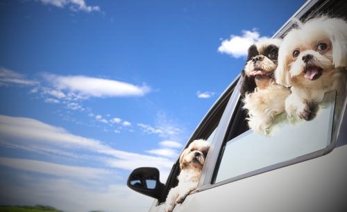 Traveling With Dogs